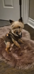 Lost Male Dog last seen Reynolds/ Dorr, Toledo, OH 43615