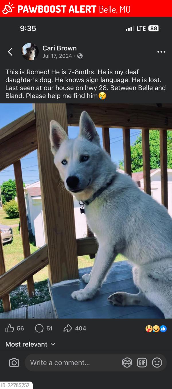 Lost Male Dog last seen Bland, mo, Belle, MO 65013