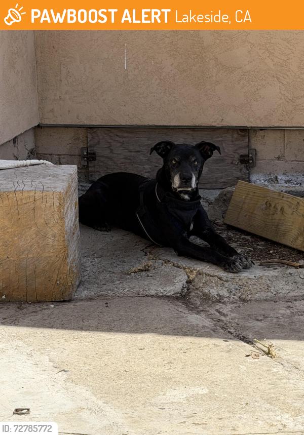 Found/Stray Male Dog last seen Pinot dr. , Lakeside, CA 92040
