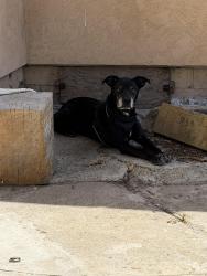 Found/Stray Male Dog last seen Pinot dr. , Lakeside, CA 92040