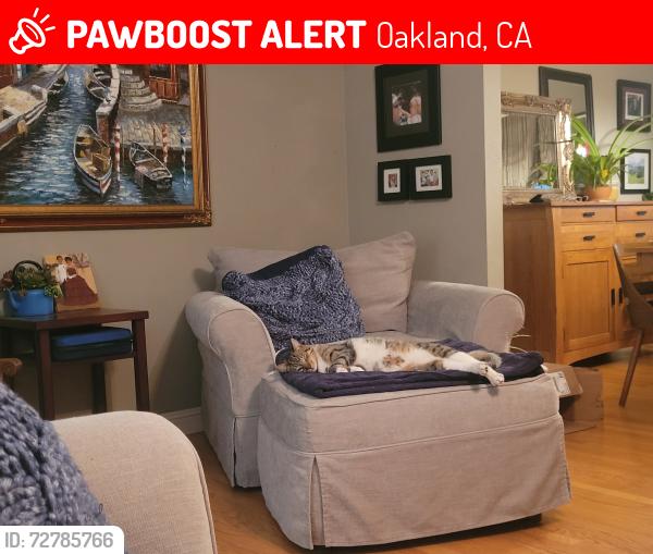 Lost Male Cat last seen San leandro street , Oakland, CA 94601