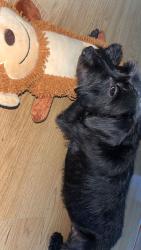 Lost Male Dog last seen Diversey and avers , Chicago, IL 60647
