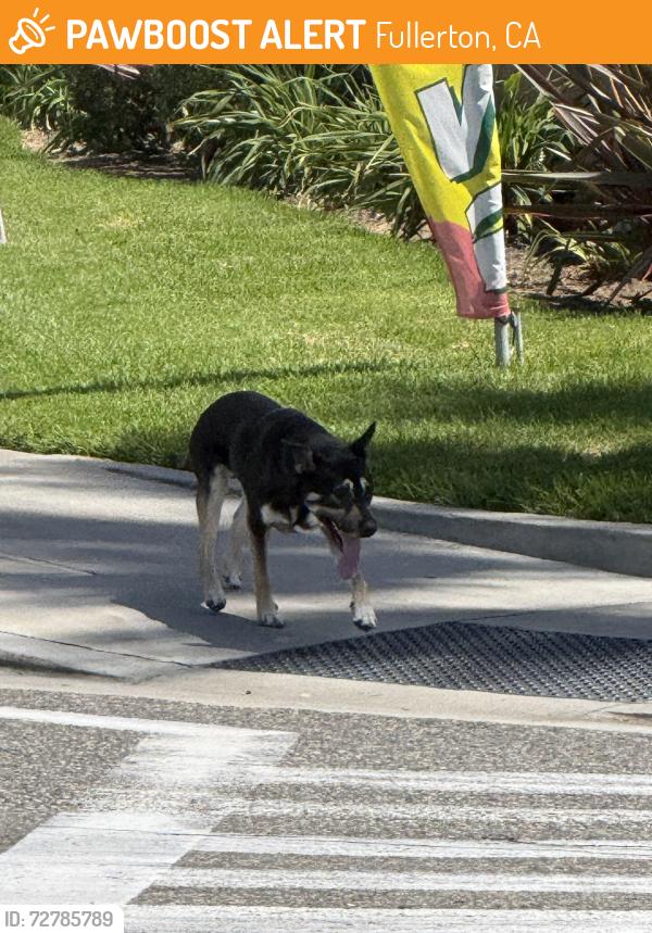 Found/Stray Unknown Dog last seen Madison Ave and Placentia , Fullerton, CA 92831