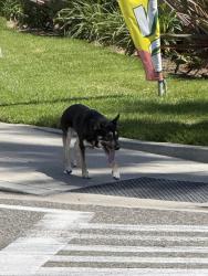 Found/Stray Unknown Dog last seen Madison Ave and Placentia , Fullerton, CA 92831
