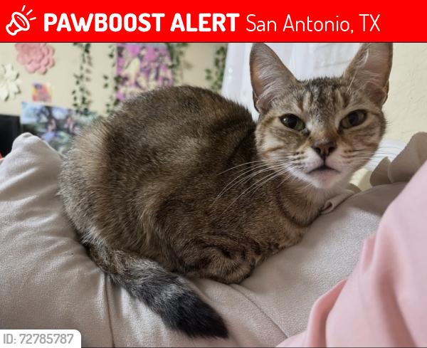 Lost Female Cat last seen Beacon Bay and Anchorage Bay, San Antonio, TX 78239
