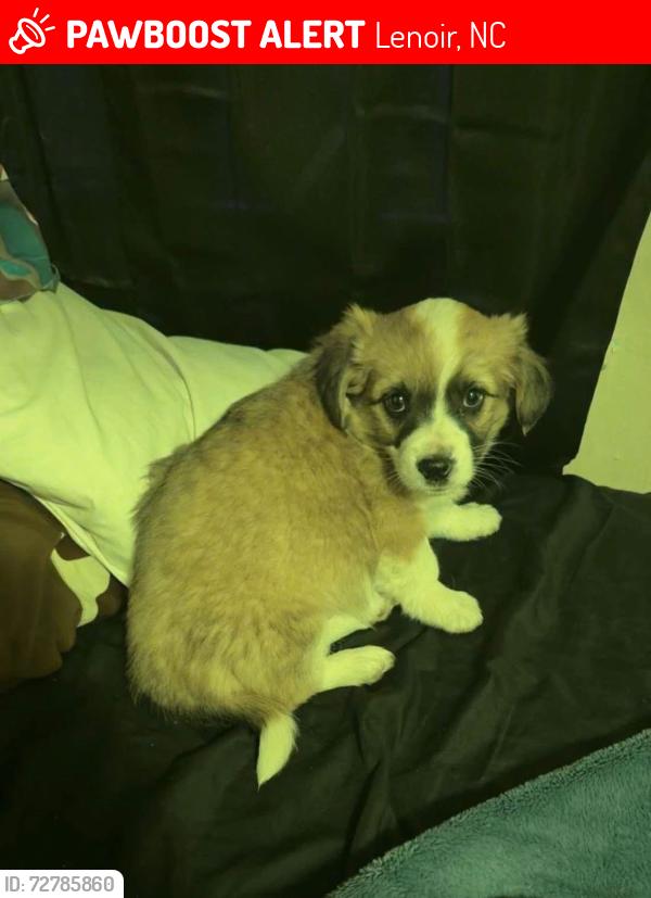 Lost Male Dog last seen Whitnel ball field, Lenoir, NC 28645