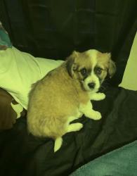 Lost Male Dog last seen Whitnel ball field, Lenoir, NC 28645