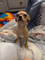 Lost Female Dog last seen Mayfield, Arlington, TX 76014