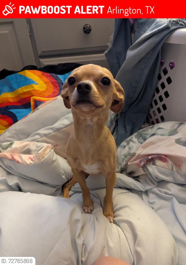 Lost Female Dog last seen Mayfield, Arlington, TX 76014