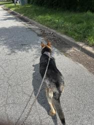 Lost Male Dog last seen Laura and my Vernon , Wichita, KS 67211