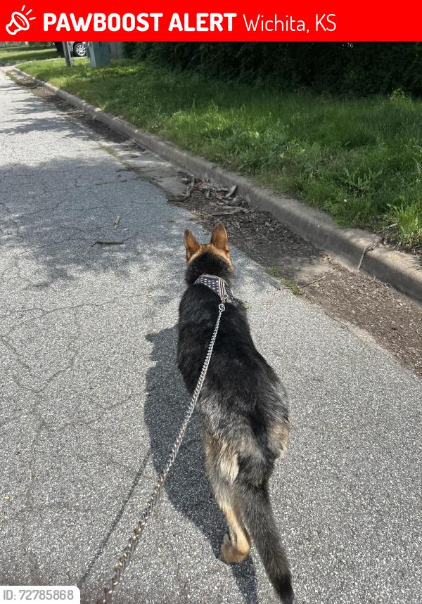 Lost Male Dog last seen Laura and my Vernon , Wichita, KS 67211