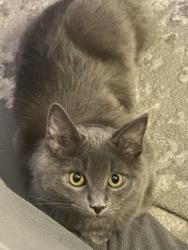 Lost Female Cat last seen Pimlico st , Yucca Valley, CA 92284