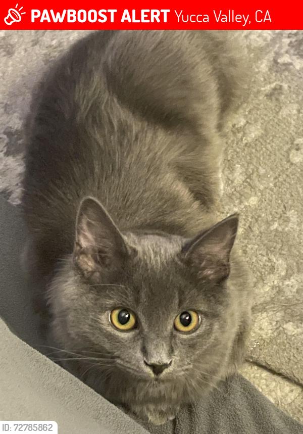 Lost Female Cat last seen Pimlico st , Yucca Valley, CA 92284