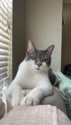 Lost Male Cat last seen Gateway station Burleson tx, Burleson, TX 76028