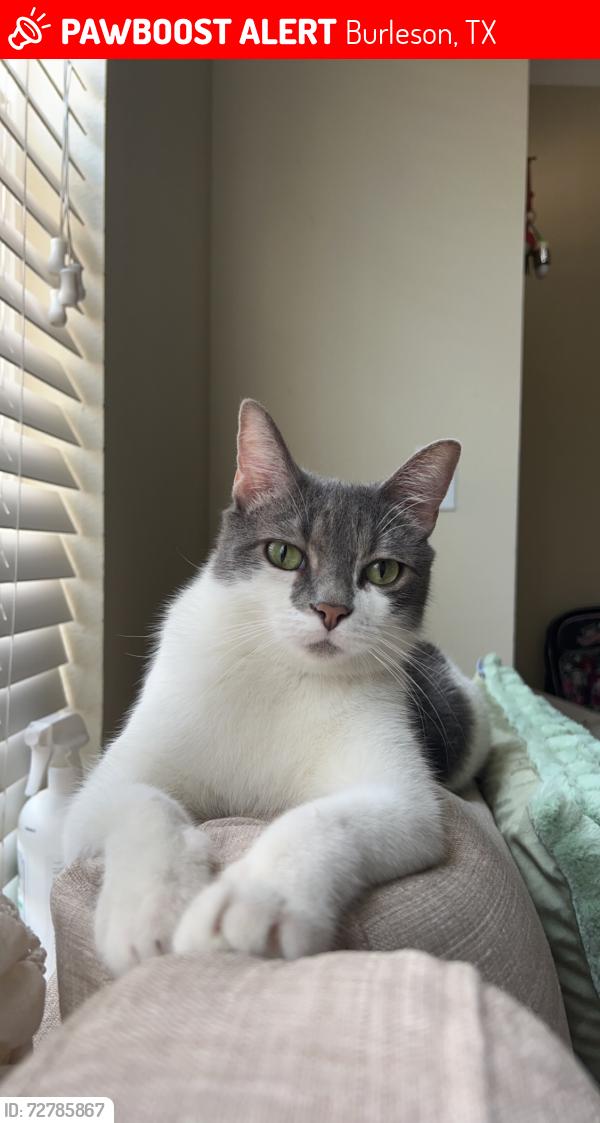 Lost Male Cat last seen Gateway station Burleson tx, Burleson, TX 76028