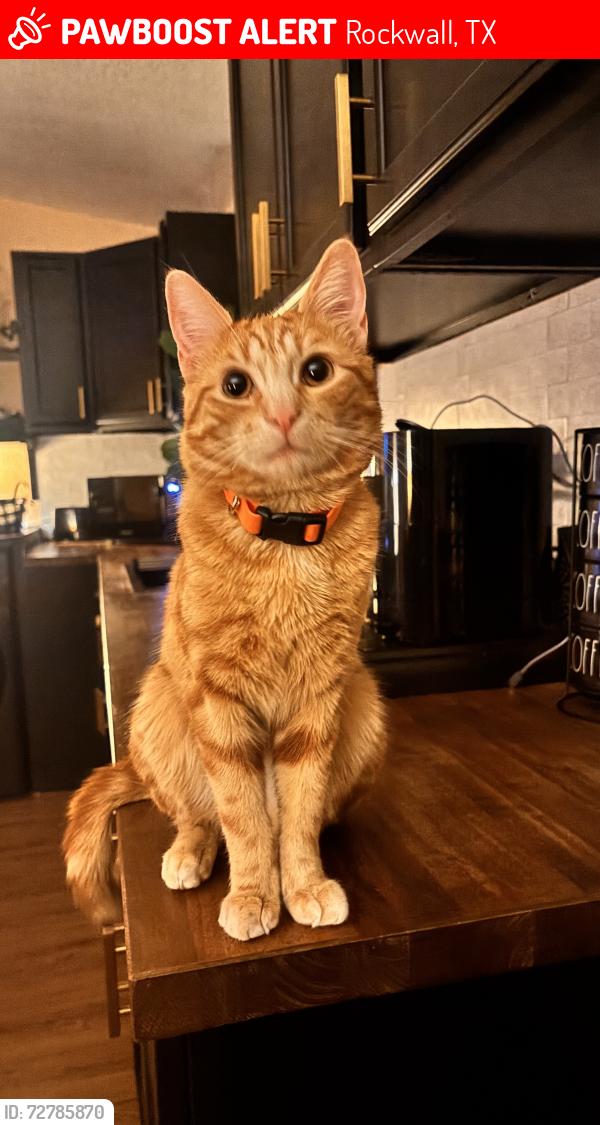 Lost Male Cat last seen Prayer Circle Rockwall TX 75032, Rockwall, TX 75032