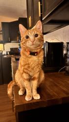 Lost Male Cat last seen Prayer Circle Rockwall TX 75032, Rockwall, TX 75032