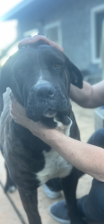 Lost Female Dog last seen la sierra and arlington, Riverside, CA 92505