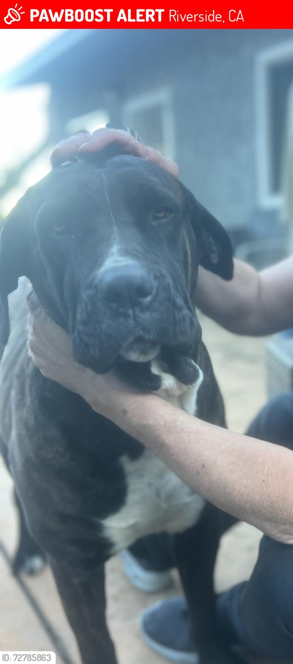 Lost Female Dog last seen la sierra and arlington, Riverside, CA 92505