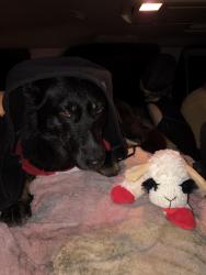 Lost Female Dog last seen Super 8, Walnut Creek, CA 94597