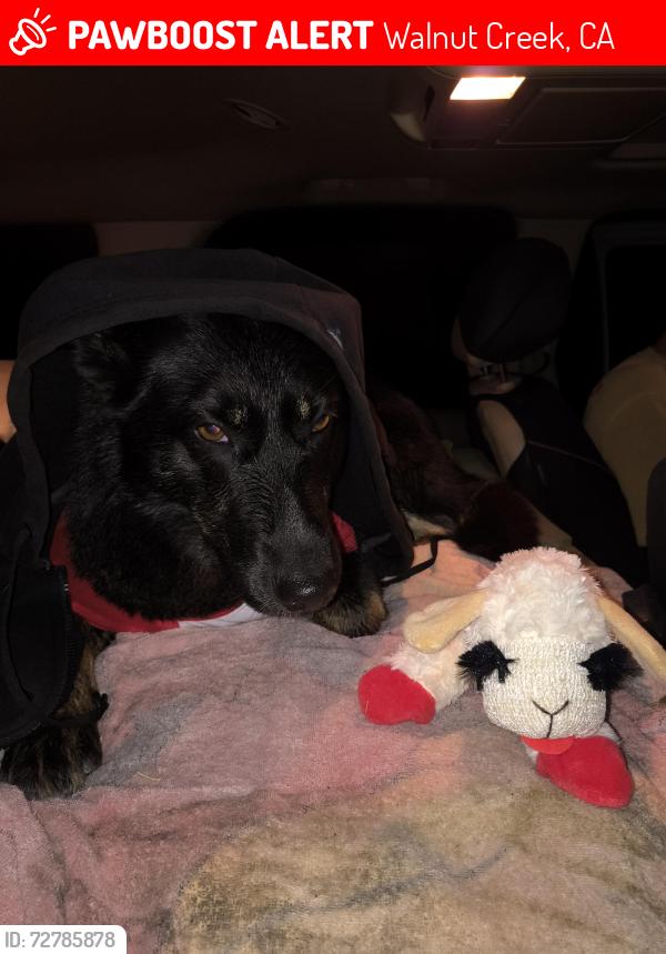 Lost Female Dog last seen Super 8, Walnut Creek, CA 94597