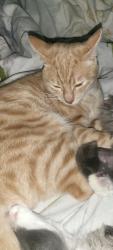 Lost Male Cat last seen Hall Street, glengala road, Lachlan street, Sunshine West, VIC 3020