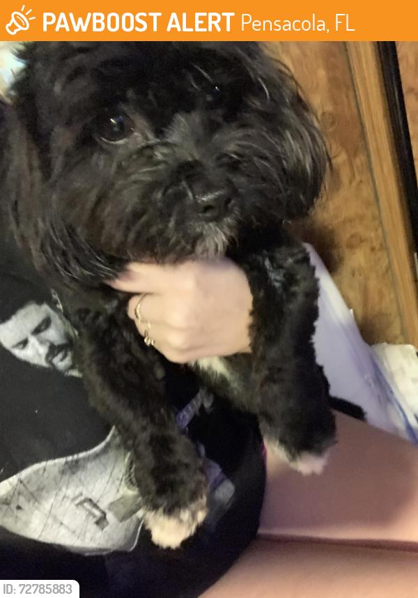 Found/Stray Female Dog last seen Chimes way, Pensacola, FL 32505