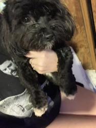 Found/Stray Female Dog last seen Chimes way, Pensacola, FL 32505