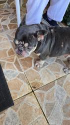 Found/Stray Female Dog last seen Near ave 37 st, Westchester, FL 33165