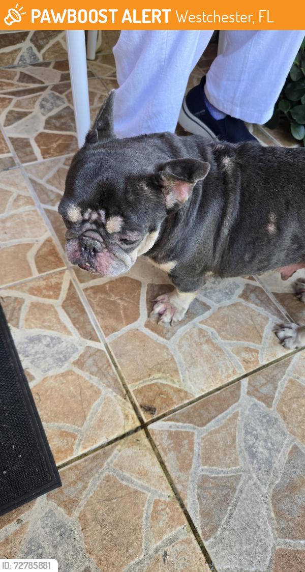 Found/Stray Female Dog last seen Near ave 37 st, Westchester, FL 33165