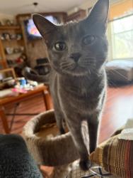 Lost Female Cat last seen Near block of Muehl Rd Seguin Tx, Seguin, TX 78155