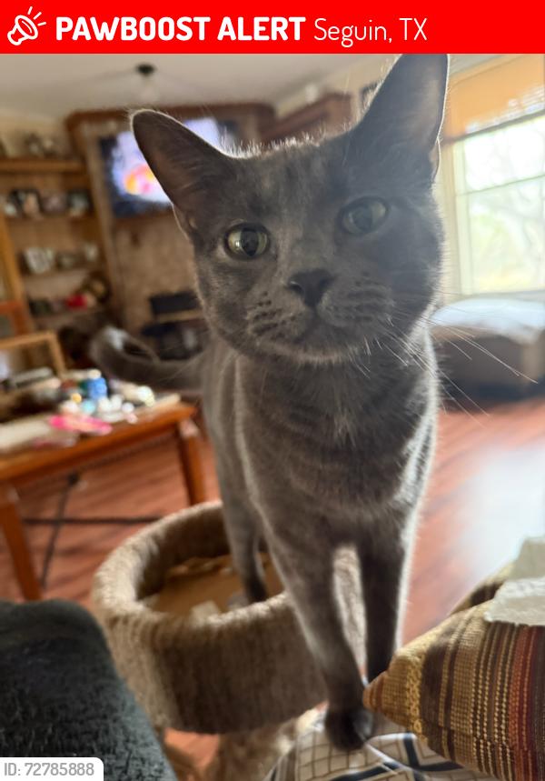 Lost Female Cat last seen Near block of Muehl Rd Seguin Tx, Seguin, TX 78155
