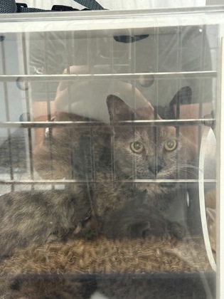 Shelter Stray Female Cat last seen New Bern, NC , New Bern, NC 28562