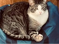 Lost Male Cat last seen Ridgecrest neighborhood between 10th & Reno, Midwest City, OK 73110