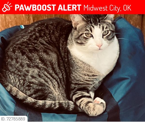 Lost Male Cat last seen Ridgecrest neighborhood between 10th & Reno, Midwest City, OK 73110