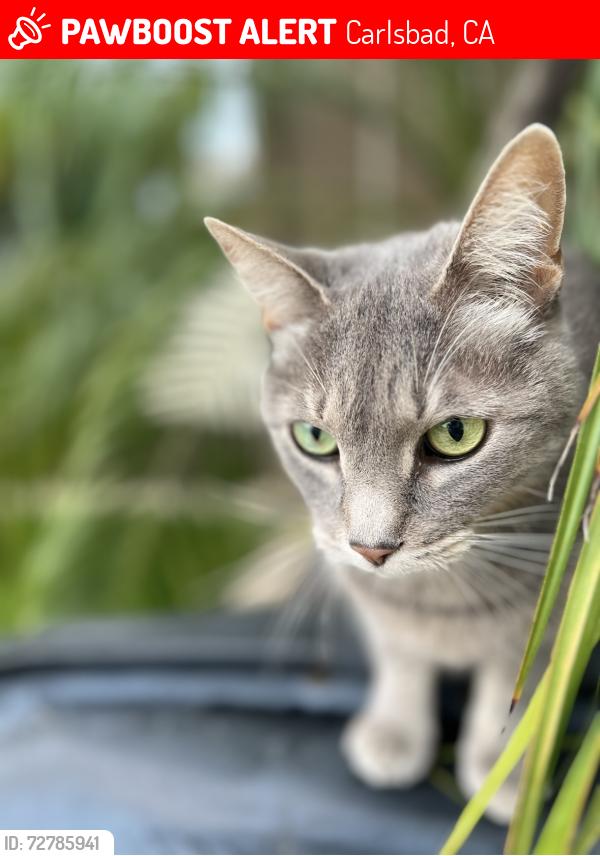 Lost Female Cat last seen Ponto by cape Rey , Carlsbad, CA 92011