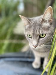 Lost Female Cat last seen Ponto by cape Rey , Carlsbad, CA 92011