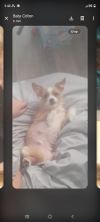 Lost Female Dog last seen Western , Knoxville, TN 37921