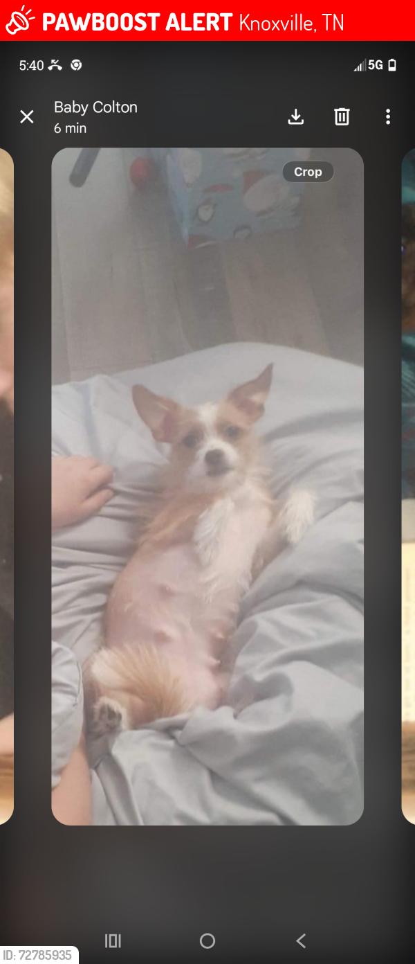 Lost Female Dog last seen Western , Knoxville, TN 37921