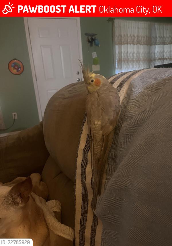 Lost Female Bird last seen Bainbridge and Rochdale , Oklahoma City, OK 73114