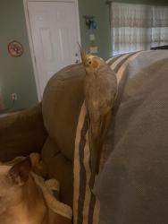Lost Female Bird last seen Bainbridge and Rochdale , Oklahoma City, OK 73114