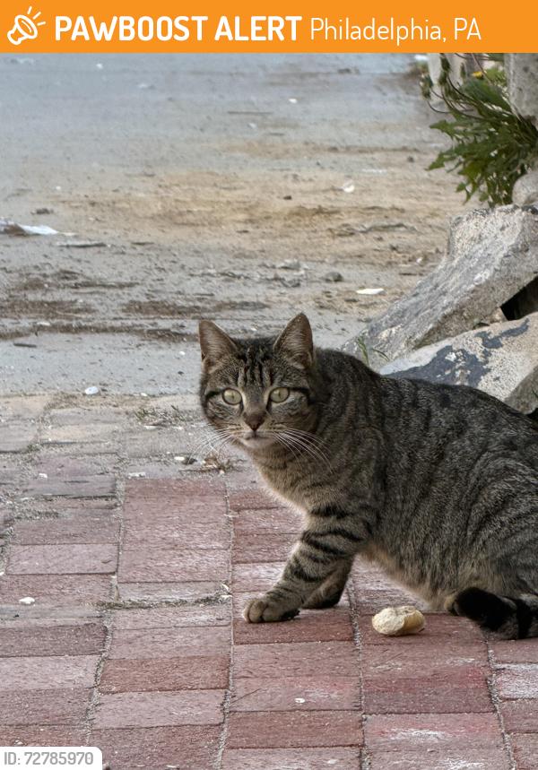 Found/Stray Unknown Cat last seen Philly’s Famous Italian Ices, Philadelphia, PA 19125
