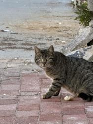 Found/Stray Unknown Cat last seen Philly’s Famous Italian Ices, Philadelphia, PA 19125
