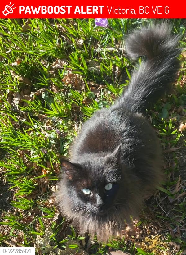 Lost Male Cat last seen Wallace Dr & Durrance Rd, Victoria, BC V9E 2G6