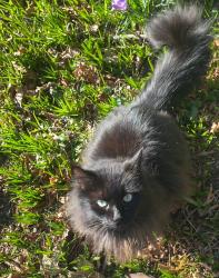 Lost Male Cat last seen Wallace Dr & Durrance Rd, Victoria, BC V9E 2G6