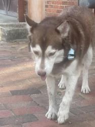 Found/Stray Female Dog last seen Ann Street, Bow Street intersection., Fayetteville, NC 28301