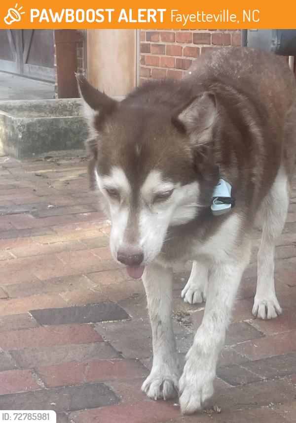 Found/Stray Female Dog last seen Ann Street, Bow Street intersection., Fayetteville, NC 28301