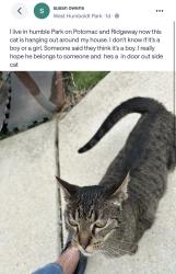 Found/Stray Unknown Cat last seen Humboldt Park, near Ridgeway and Potomac, Chicago, IL 60651