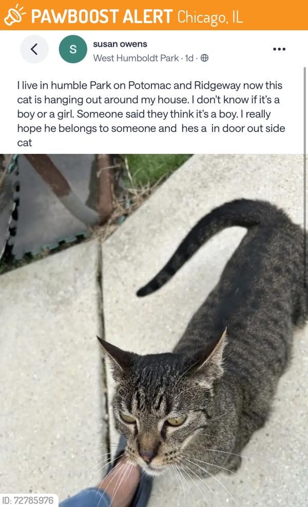 Found/Stray Unknown Cat last seen Humboldt Park, near Ridgeway and Potomac, Chicago, IL 60651