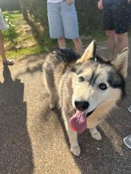 Found/Stray Unknown Dog last seen Daylily Dr, Spartanburg County, SC 29349